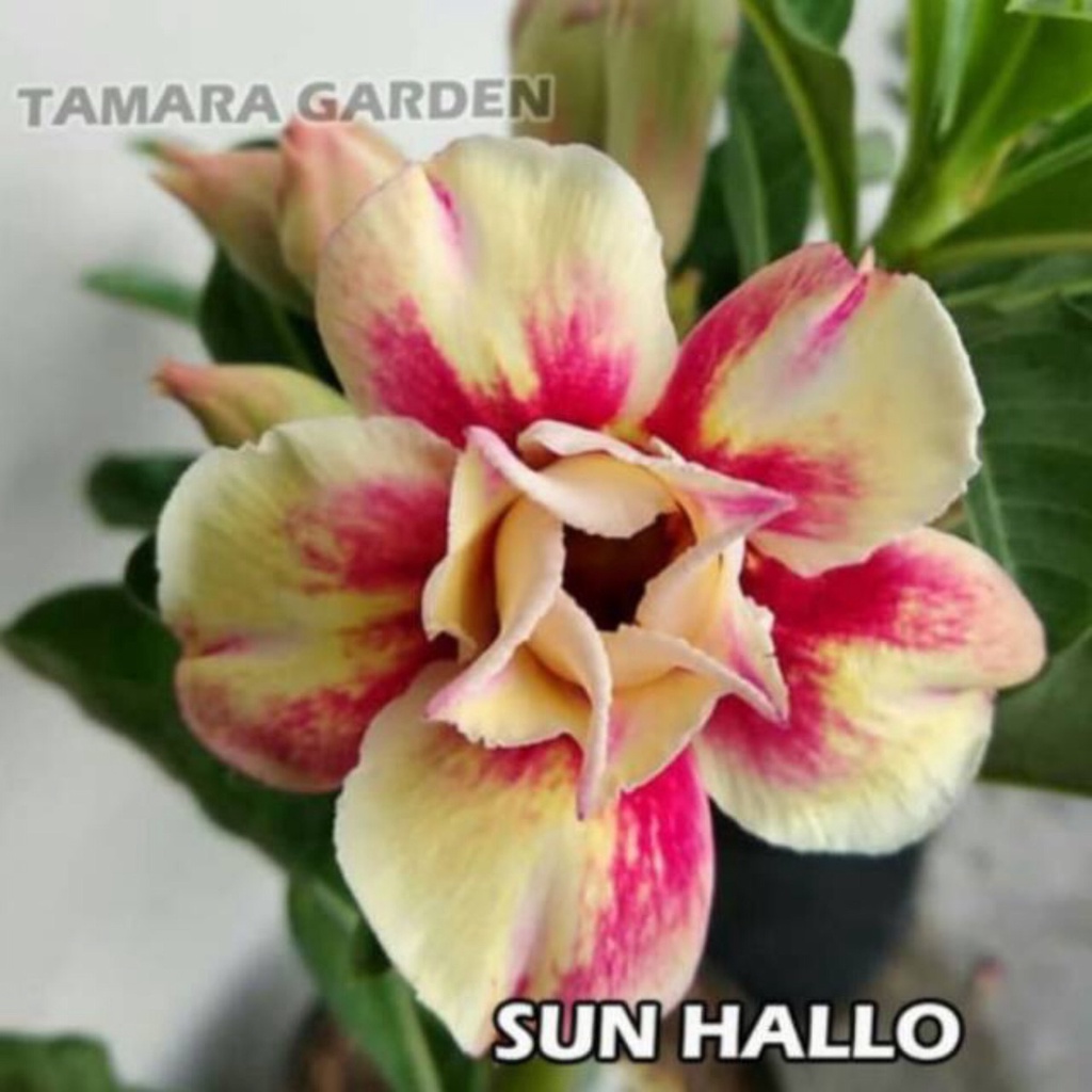 Bibit Bunga Kamboja Adenium Sun Hallo - Bunga Kamboja Adenium - Bibit Kamboja Adenium tanaman hias