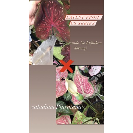 CS series,biji keladi silangan caladium maroon daun ganda X caladium pinratana