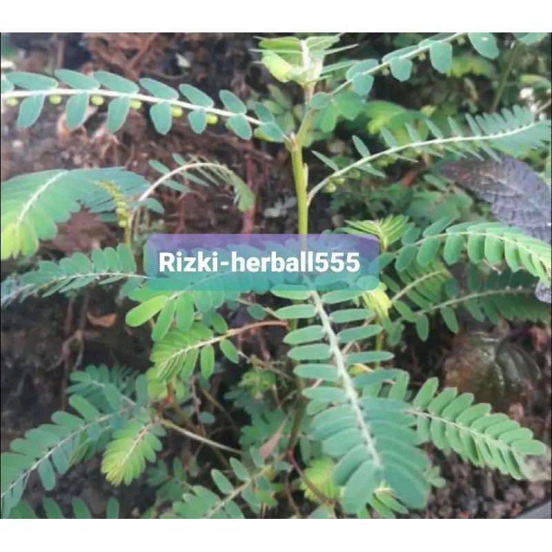 

daun Meniran segar per 100 gram
