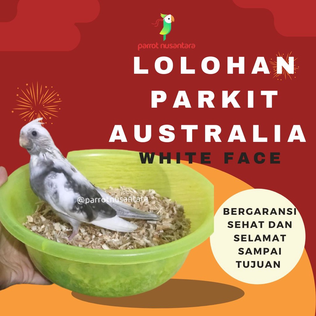 burng parrot lolohan anakan falk parkit australia cockatiel white face