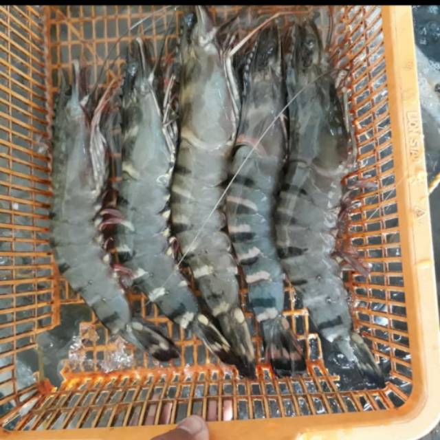 

TERMURAH udang pacet ukuran 15-20 per kg