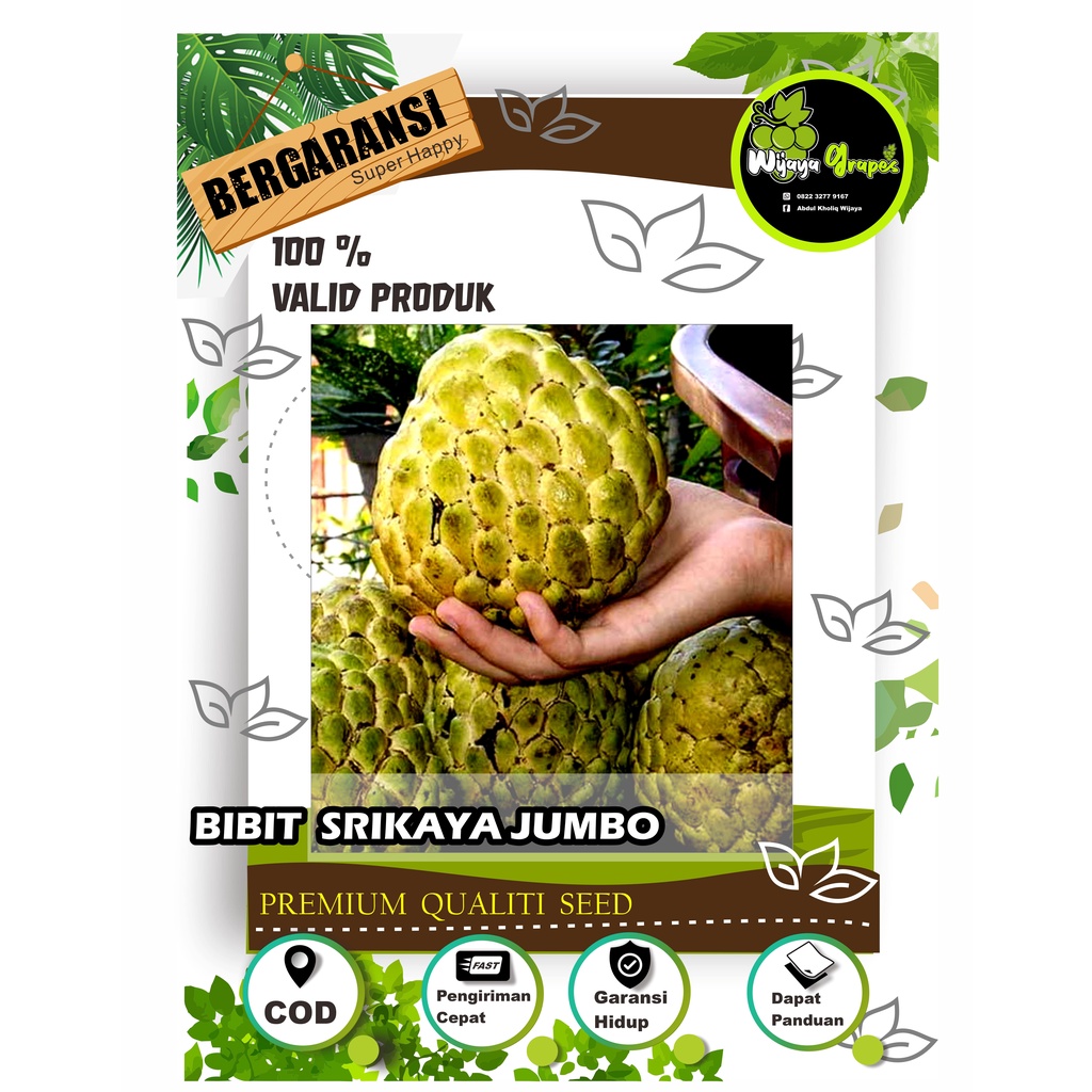 Bibit Srikaya Jumbo Hasil Cangkok