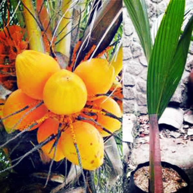 Bibit kelapa gading orange