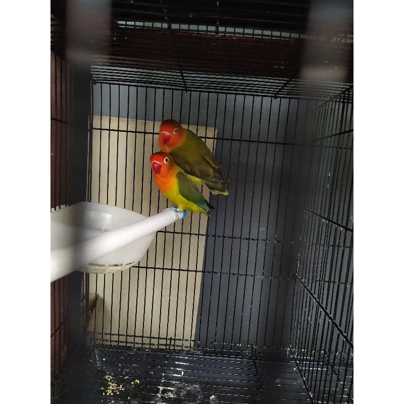 Lovebird Ewing Green Sepasang