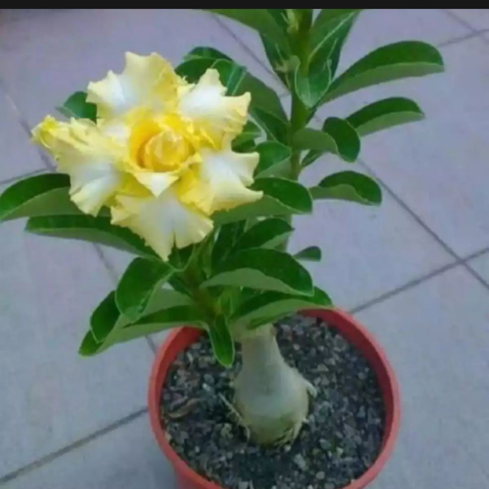 tanaman hias adenium-adenium arabicum-bunga kamboja jepang adenium tumpuk hidup bunga kuning ,Tanama