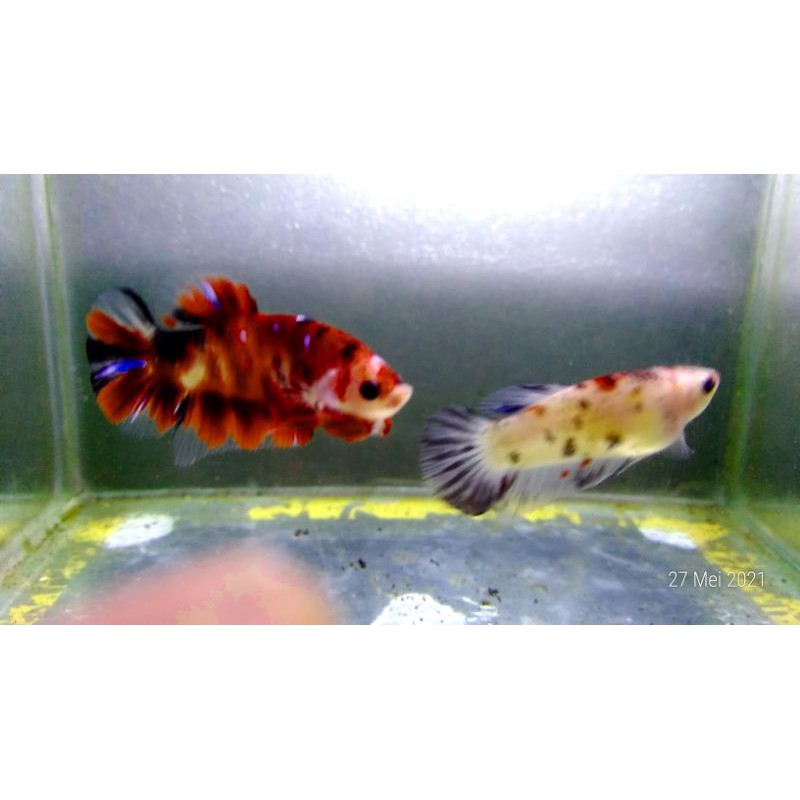 ikan cupang red koi galaxy