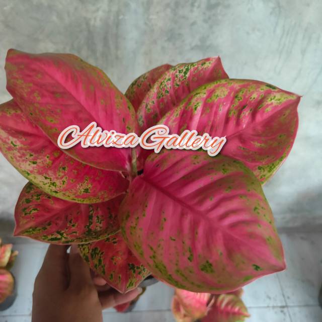 Aglonema wulandari indukan/ dewasa