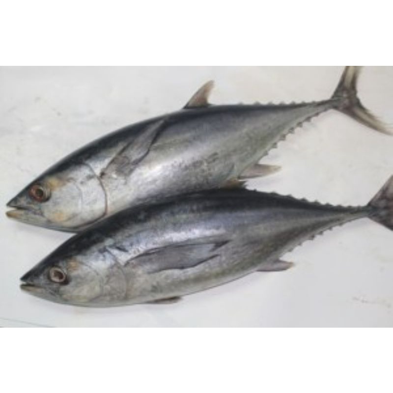 

ikan tongkol