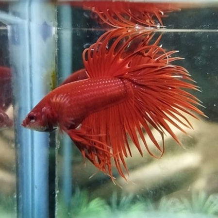 IKAN CUPANG SERIT/CROWNTAIL/CT RED/ CT SUPERED 100% REALPICT (KODE AK4)