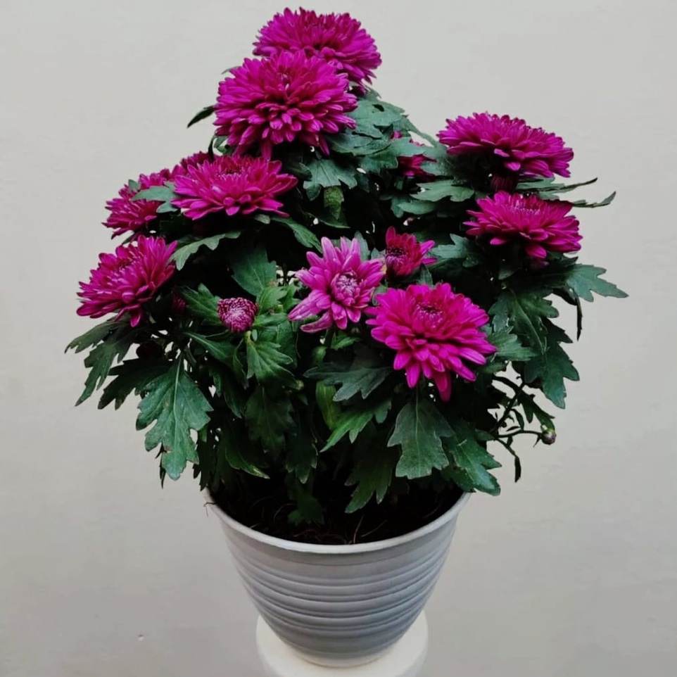 1 POT TANAMAN KRISAN ASTER WARNA UNGU