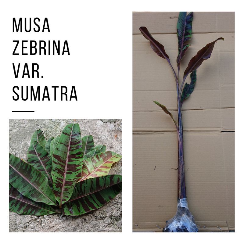 Pisang merah sumatra / blood banana / musa acuminata var. zebrina