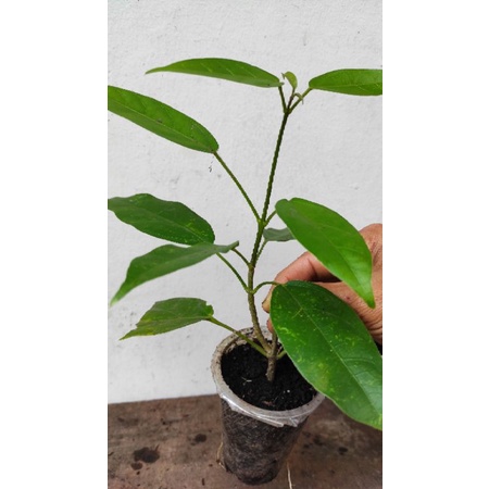 bibit cincau hijau/cincau perdu/cincau pohon