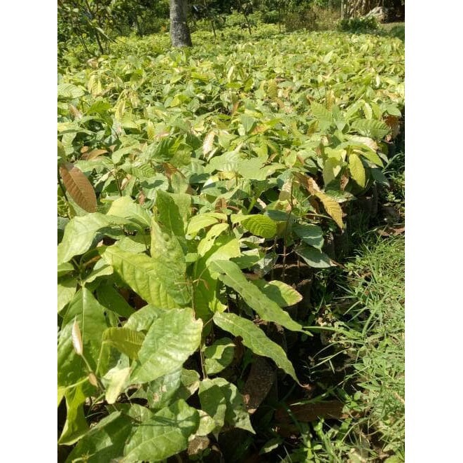6 Bibit tanaman Kakao Coklat Super Unggul Unggul