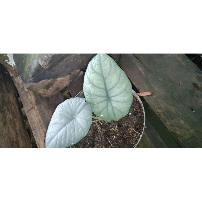 TANAMAN HIAS MURAH MELO BADAK KAPUAS (Daun 1,2,3,4)