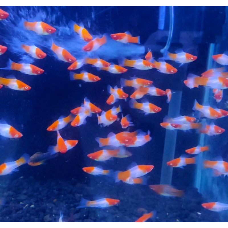 

ikan platy santa Clause merah putih