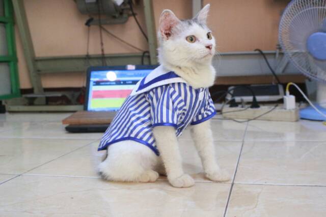 Kemeja ala sailor strip biru lucu untuk kucing dan anjing size S-XL