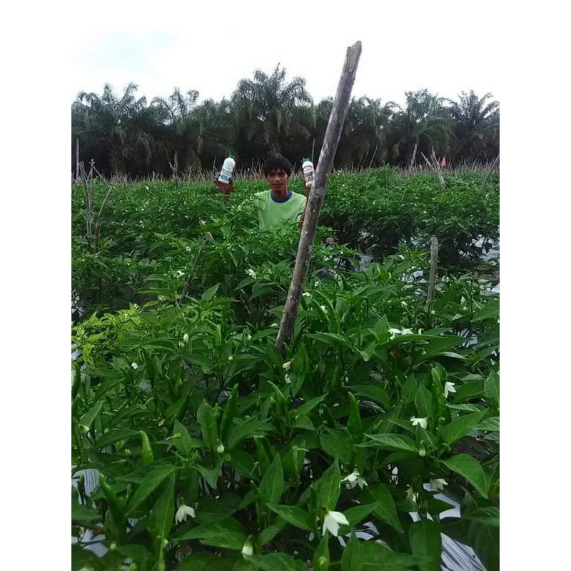 Nopatek fungisida hayati obat Mengatasi Penyakit Patek Tanaman Cabe