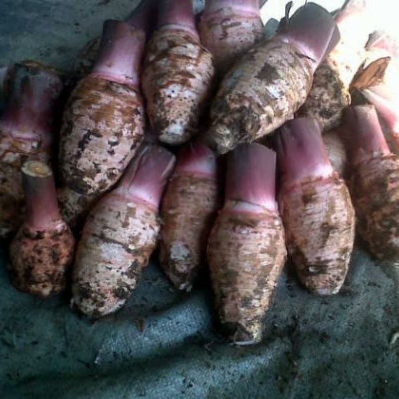 

Umbi Talas Segar