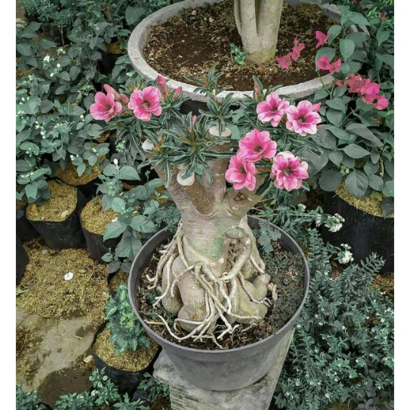 

Bibit Kamboja Jepang (Adenium)