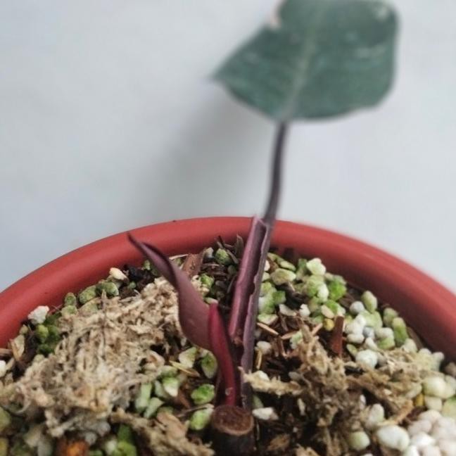 BIBIT BUNGA, TANAMAN HIAS PHILODENDRON PINK PRINCES + BONGGOL REAL PICTURE EKONOMIS