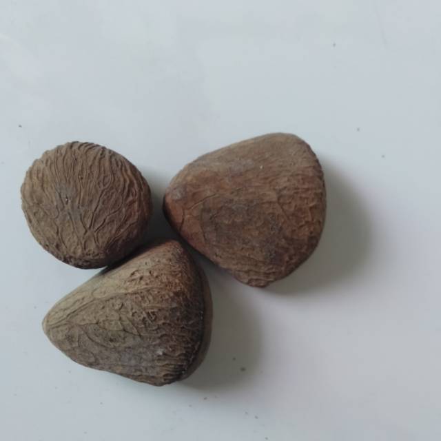

Kluwek Picung 100gram ~Biji Kepayang Keluwek Pucung Keluak