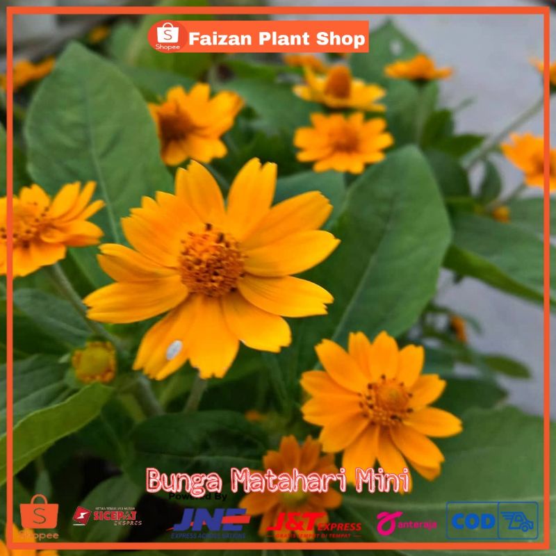 tanaman bunga matahari mini | tanaman hias bunga matahari