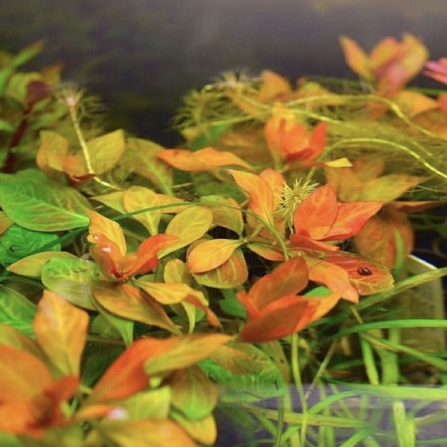 ludwigia atlantis ( tanaman aquascape tanpa co2 )