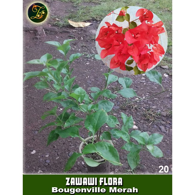 

Bougenvile Merah