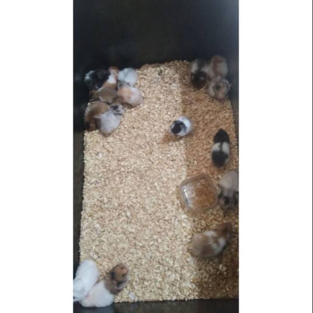 Hamster sirian short dan long hair