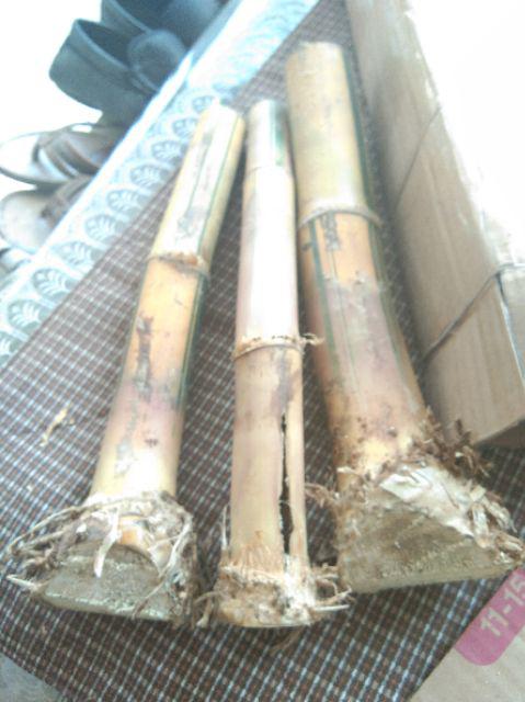 Bibit Bambu Kuning Asli Siap Tanam