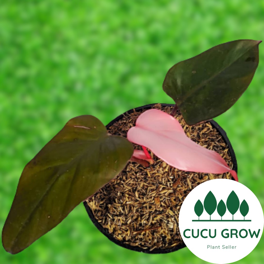 Tanaman Hias Philodendron Dark Lord Pink / Philo Dark Lord