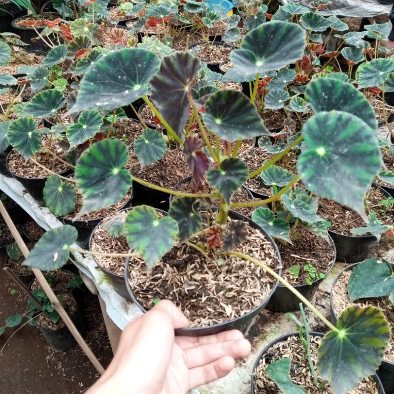 tanaman hias bunga pot gantung begonia bowereapot/boerae care/begonia kerang/begonia bulat