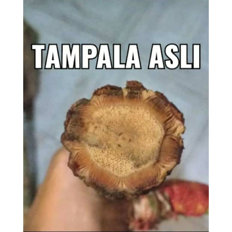 

BAJAKAH TAMPALA SUPER WANGI