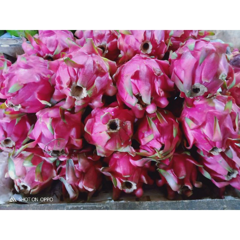

buah naga