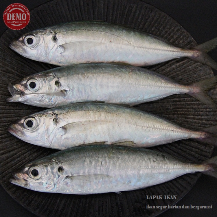 

Ikan Layang Segar ~1Kilogram