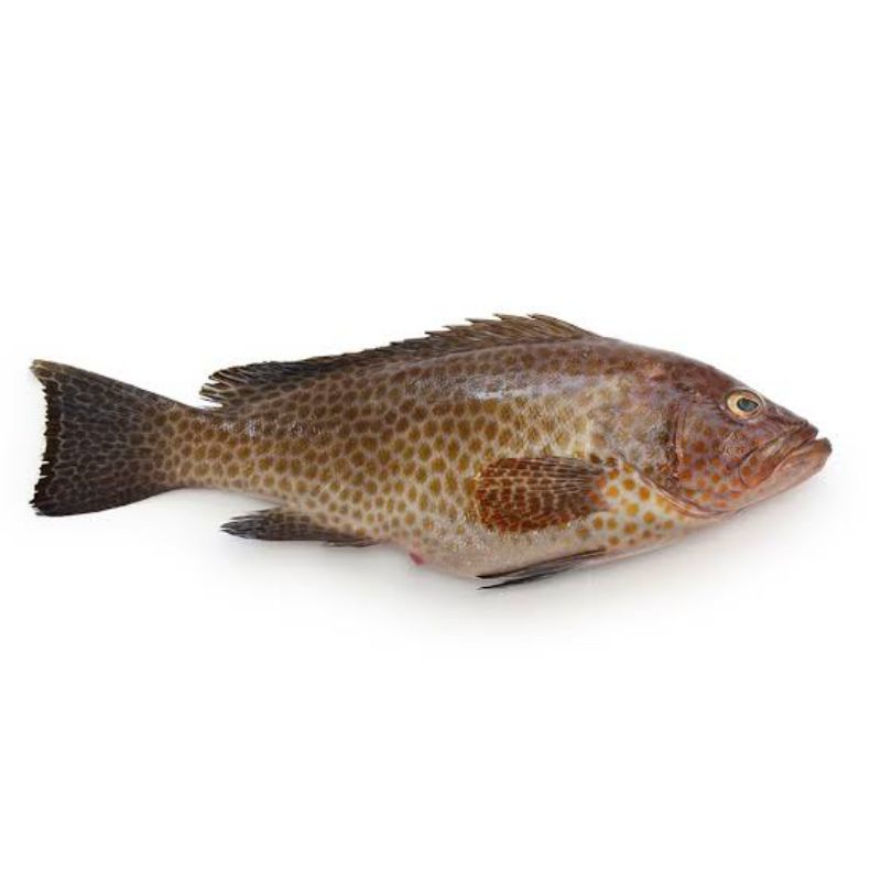 

IKAN KERAPU/GROUPER 500G
