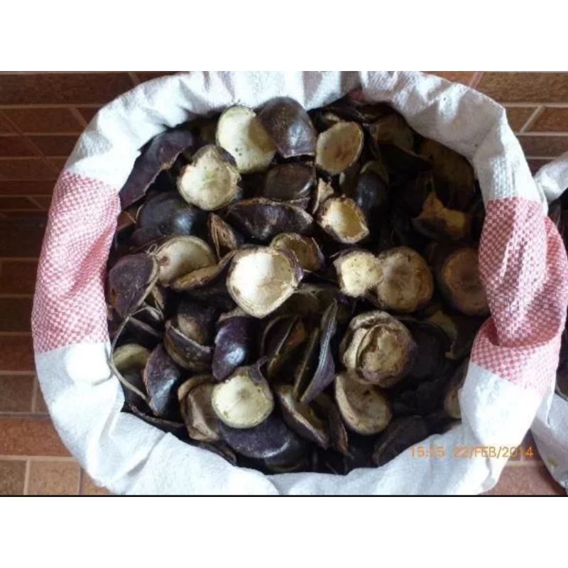 

KULIT JENGKOL SEGAR UNTUK OBAT | CANGKANG JENGKOL HERBAL