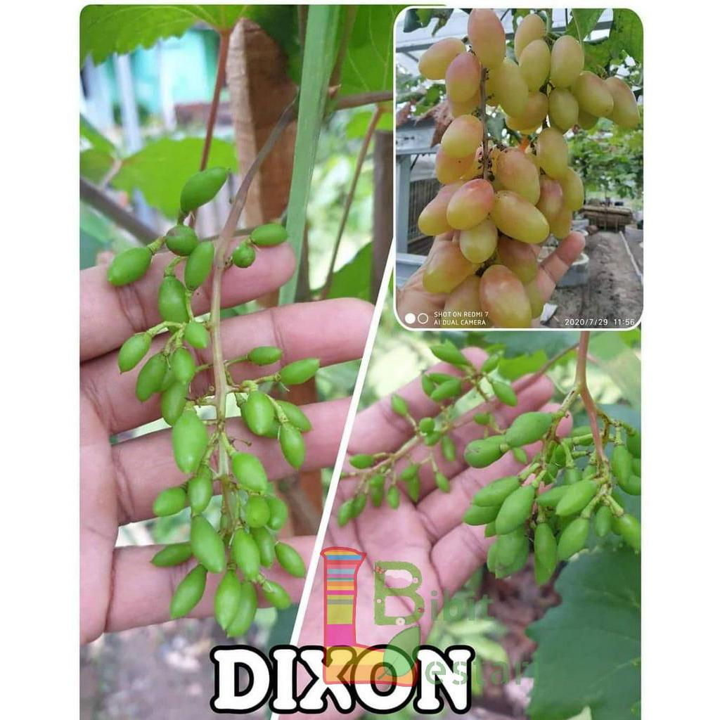 Bibit Anggur Dixon - Bibit Anggur Import ASLI GRAFTING