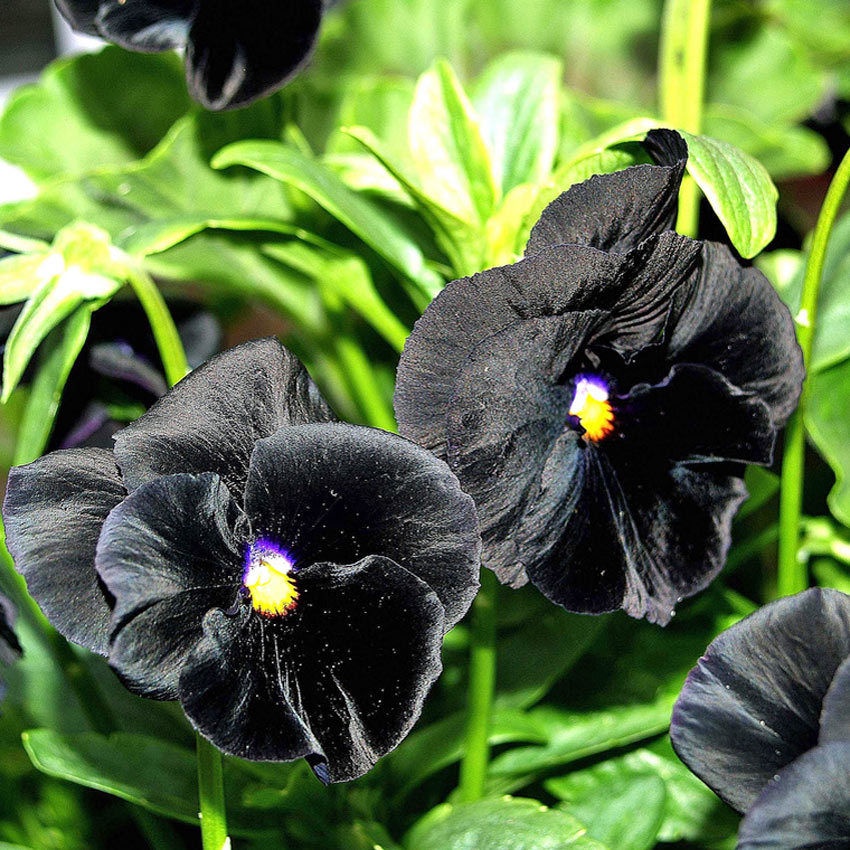 Benih Bibit Biji - Bunga Pansy Clear Crystal Black Flower Seeds - IMPORT