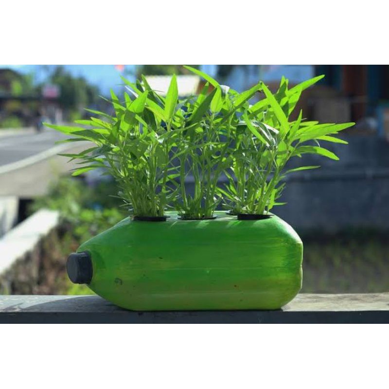 Bibit Benih Biji Kangkung ( ± 200 biji )