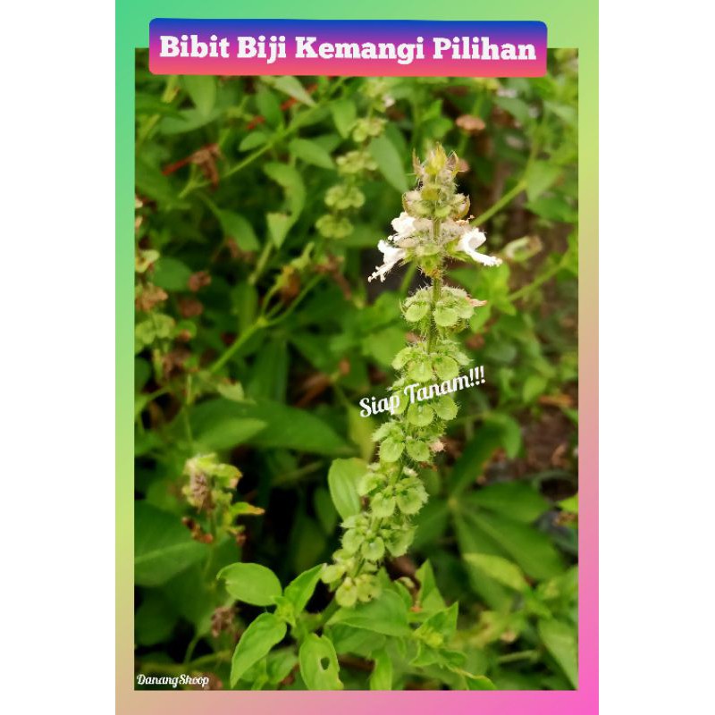 Kemangi pilihan [50pc] bibit Kemangi siap tanam