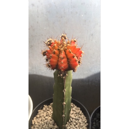 potelan miha thailand