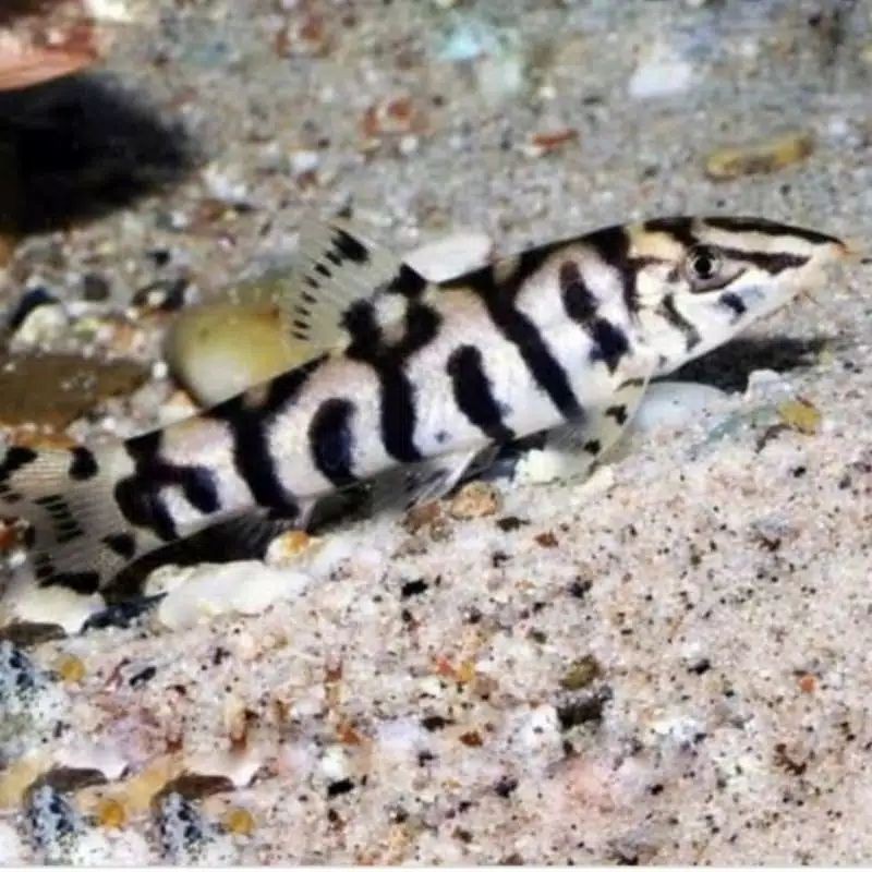 botia india ikan hias air tawar aquascape aquarium