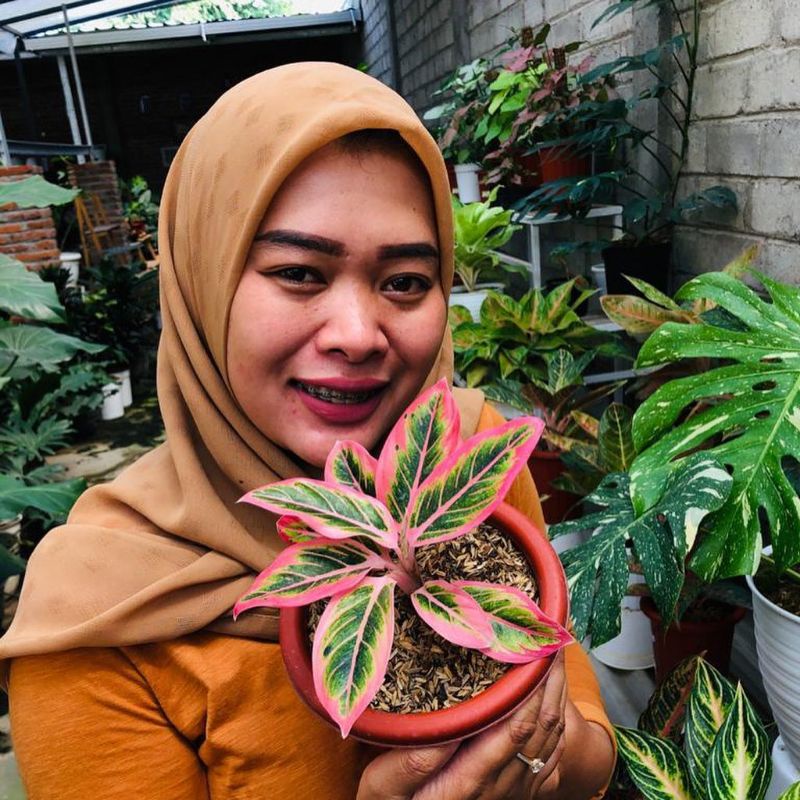 Baby aglonema lotus delight