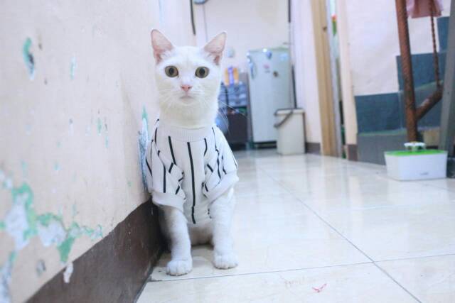 Kaos strip putih hitam lengan panjang untuk kucing dan anjing / baju kucing murah size S M L XL