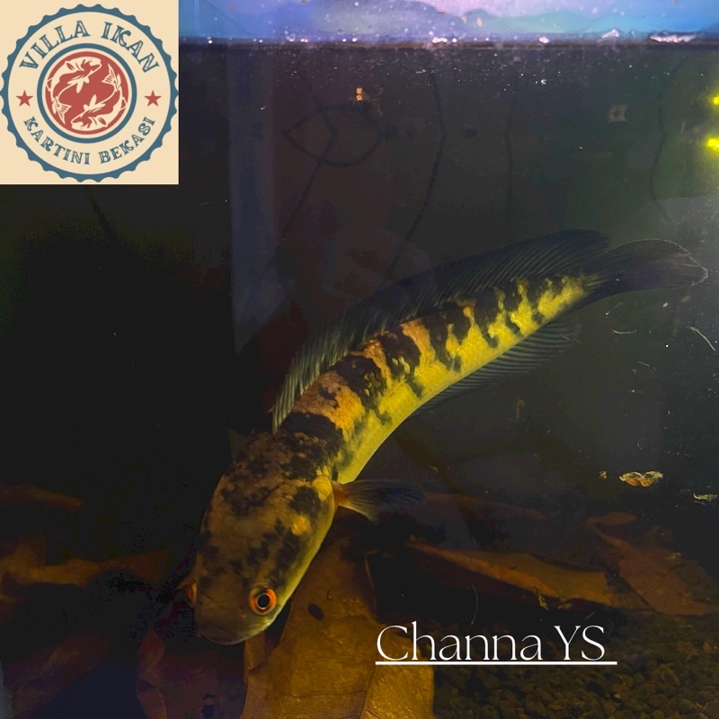 Channa YS progress Koleksi 25cm