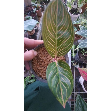 aglaonema kresna golden