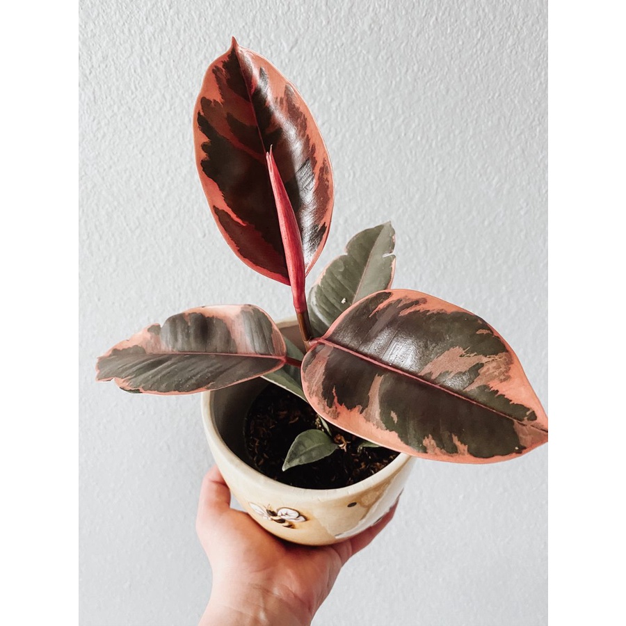 Tanaman Hias Ficus Elastica Ruby 3 color