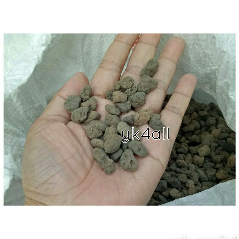 Pumice batu apung media tanam kaktus akuarium