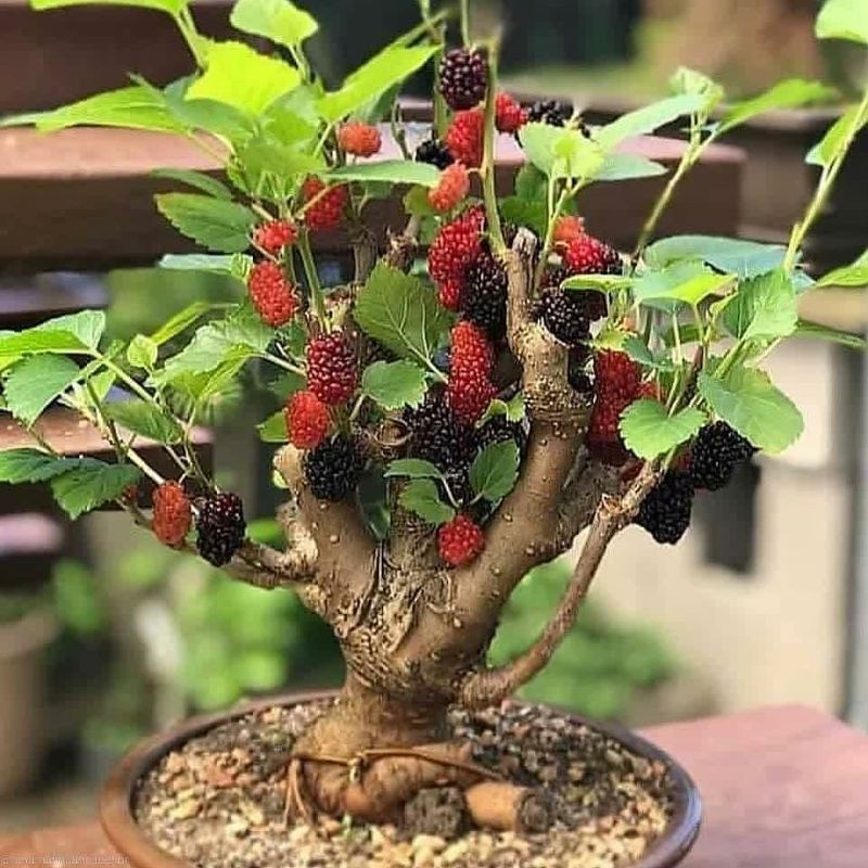 Bibit Murbei Bonsai Murbei Bahan Bonsai Long Murbey
